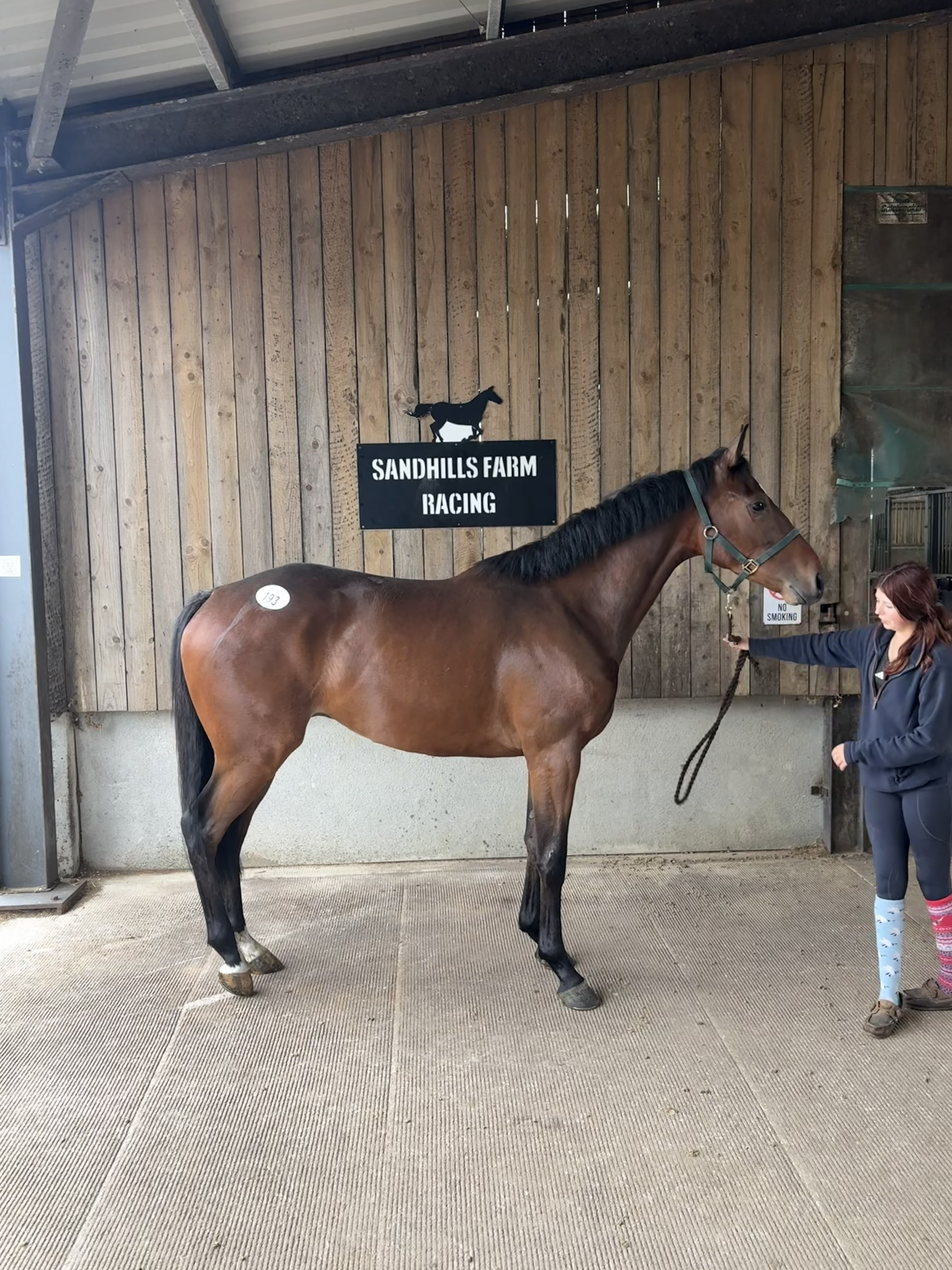 Blue Bresil x Princess Gaia gelding (Lot 193)