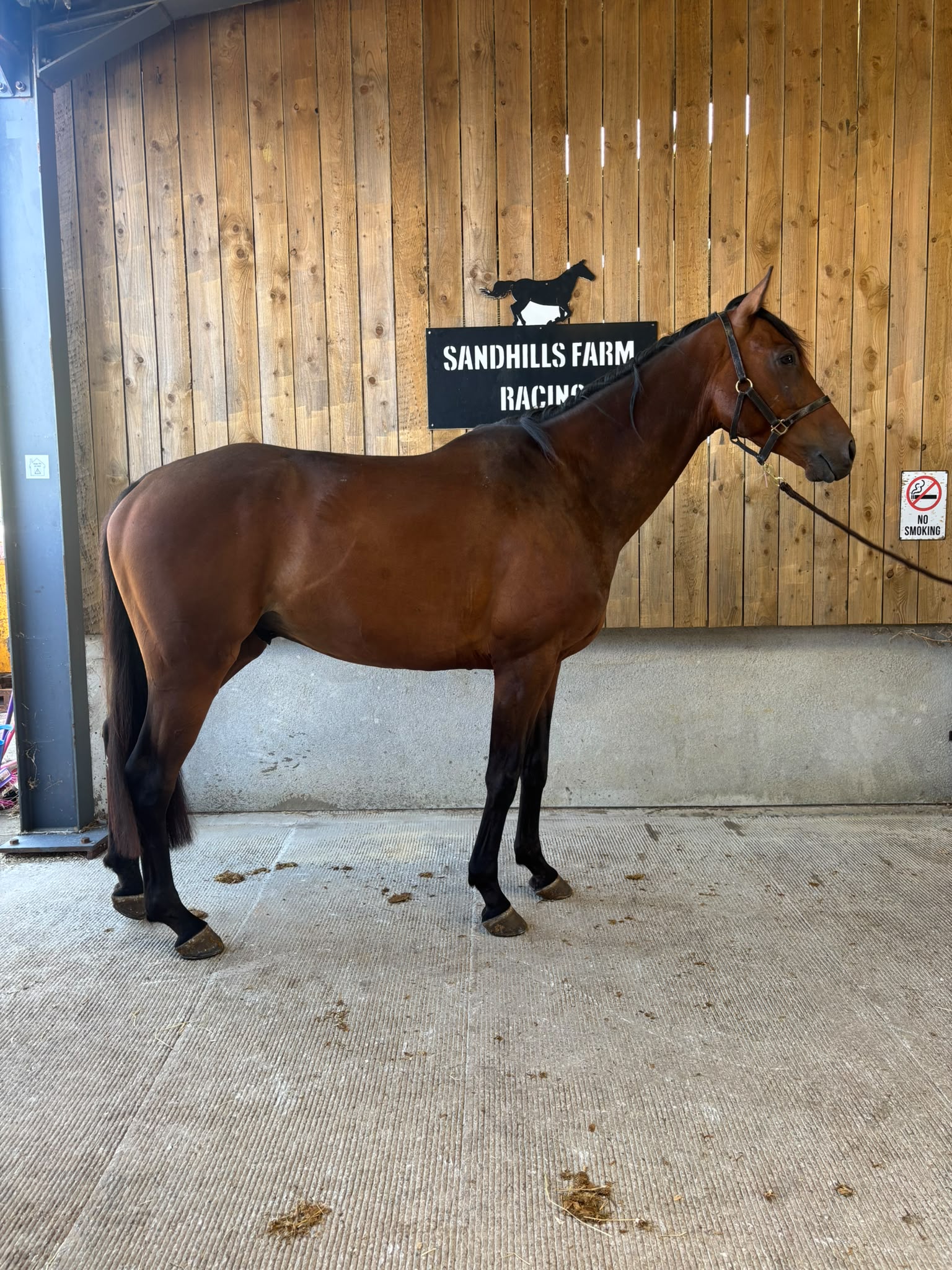 Saint Invictus (IRE)